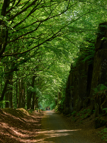 The image shows a landscape photograph of the High Peak Trail in the rural Peak District during a spring morning. The main subject of the image is the gently curving trail descending through a densely wooded area, with tall trees on the left creating a canopy of fresh green leaves that allow dappled sunlight to reach the ground. On the right side, a rocky outcrop rises with ferns and mosses growing along its base, adding texture to the scene. The sunlit path is covered in leaf litter, and in the distance, a few walkers can be seen, highlighting the trail’s popularity. The overall atmosphere conveys the natural beauty typical of the rural Peak District, and the bright green foliage is indicative of the spring season.